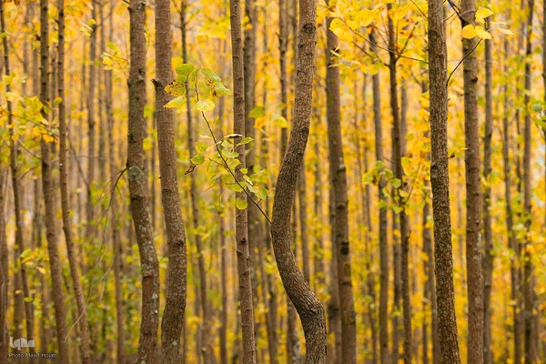 طبیعت پائیزی جنگل دالخانی و نمک آبرود مازندران