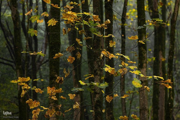 طبیعت پائیزی جنگل دالخانی و نمک آبرود مازندران