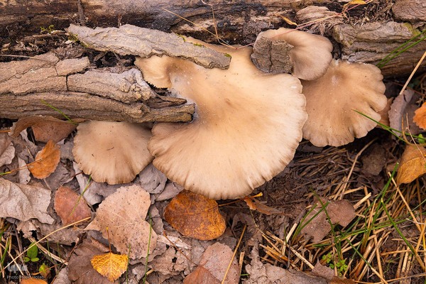 طبیعت پائیزی جنگل دالخانی و نمک آبرود مازندران