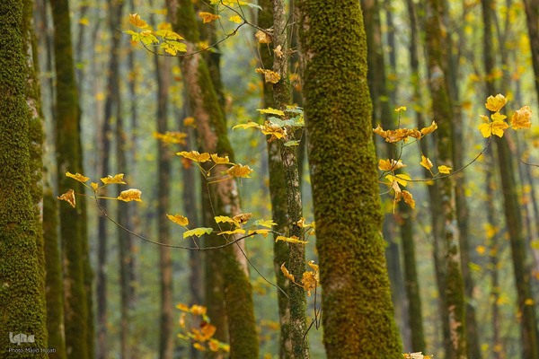 طبیعت پائیزی جنگل دالخانی و نمک آبرود مازندران