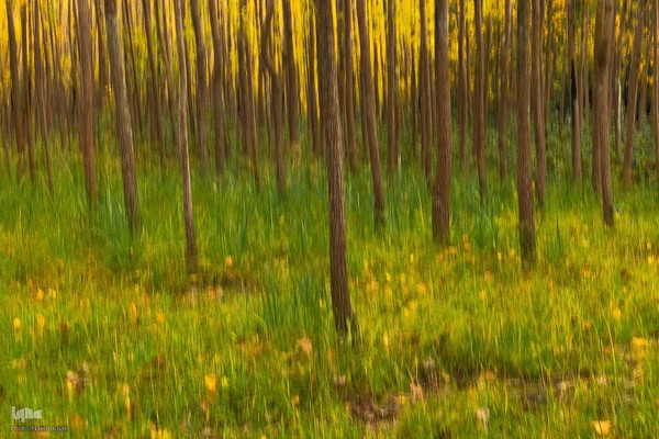 طبیعت پائیزی جنگل دالخانی و نمک آبرود مازندران