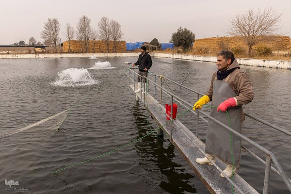 برداشت شب یلدایی‌ ماهی قزل آلا در تلیسه‌ نمونه
