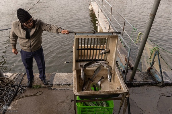 برداشت شب یلدایی‌ ماهی قزل آلا در تلیسه‌ نمونه
