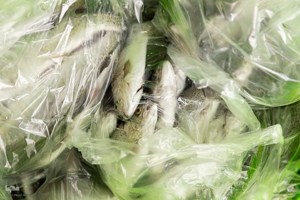 برداشت شب یلدایی‌ ماهی قزل آلا در تلیسه‌ نمونه