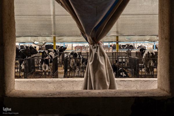 دامداری تلیسه نمونه تولید شیر ، دامداری تلیسه‌ نمونه خودکفایی در تولید شیر با تلیسه نمونه