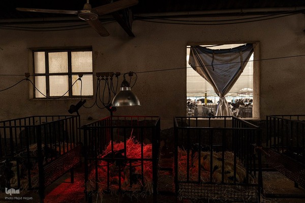 دامداری تلیسه نمونه تولید شیر ، دامداری تلیسه‌ نمونه خودکفایی در تولید شیر با تلیسه نمونه