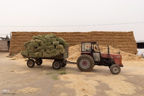 دامداری تلیسه نمونه تولید شیر ، دامداری تلیسه‌ نمونه خودکفایی در تولید شیر با تلیسه نمونه
