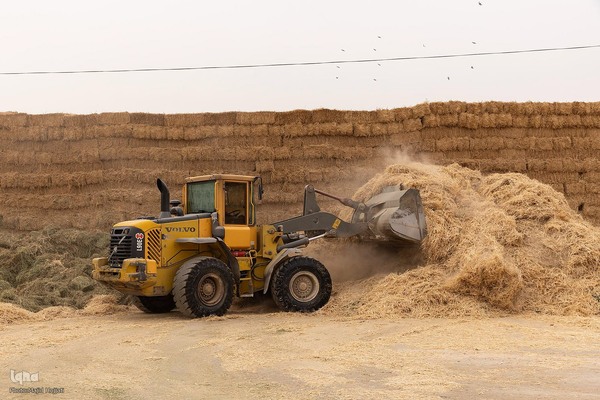 دامداری تلیسه نمونه تولید شیر ، دامداری تلیسه‌ نمونه خودکفایی در تولید شیر با تلیسه نمونه