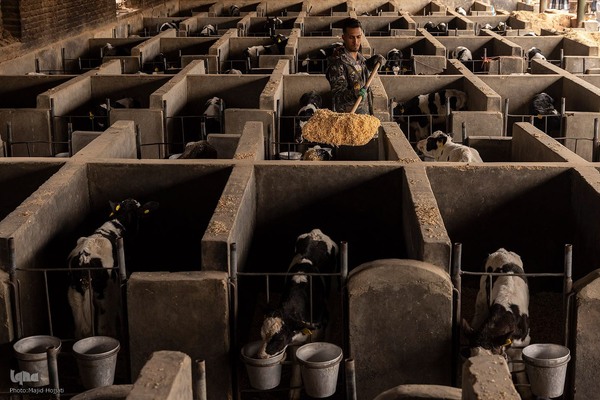 دامداری تلیسه نمونه تولید شیر ، دامداری تلیسه‌ نمونه خودکفایی در تولید شیر با تلیسه نمونه