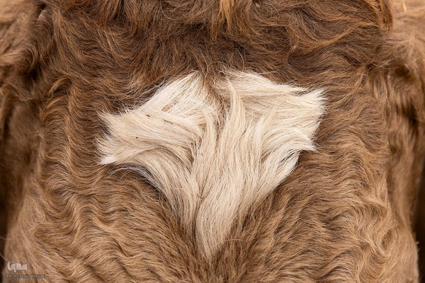 دامداری تلیسه نمونه تولید شیر ، دامداری تلیسه‌ نمونه خودکفایی در تولید شیر با تلیسه نمونه