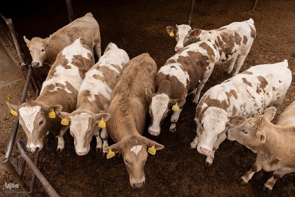 دامداری تلیسه نمونه تولید شیر ، دامداری تلیسه‌ نمونه خودکفایی در تولید شیر با تلیسه نمونه