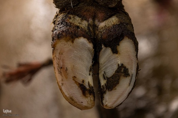 دامداری تلیسه نمونه تولید شیر ، دامداری تلیسه‌ نمونه خودکفایی در تولید شیر با تلیسه نمونه