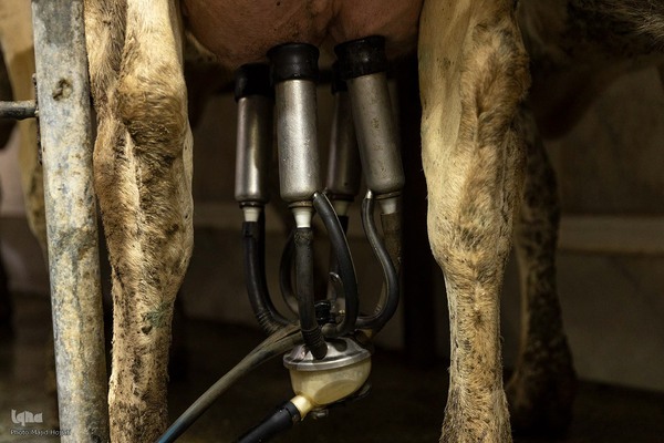 دامداری تلیسه نمونه تولید شیر ، دامداری تلیسه‌ نمونه خودکفایی در تولید شیر با تلیسه نمونه