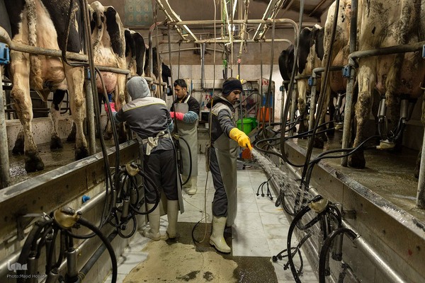 دامداری تلیسه نمونه تولید شیر ، دامداری تلیسه‌ نمونه خودکفایی در تولید شیر با تلیسه نمونه