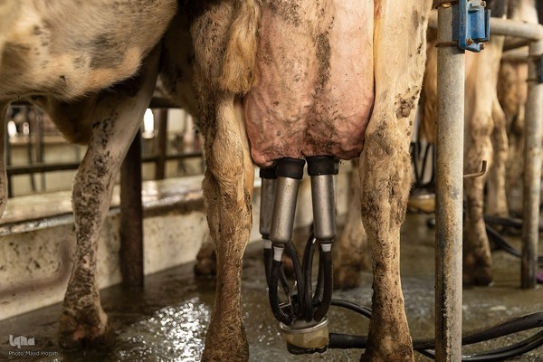 دامداری تلیسه نمونه تولید شیر ، دامداری تلیسه‌ نمونه خودکفایی در تولید شیر با تلیسه نمونه