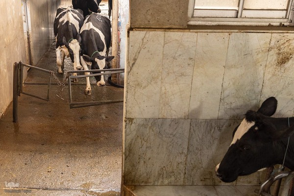 دامداری تلیسه نمونه تولید شیر ، دامداری تلیسه‌ نمونه خودکفایی در تولید شیر با تلیسه نمونه