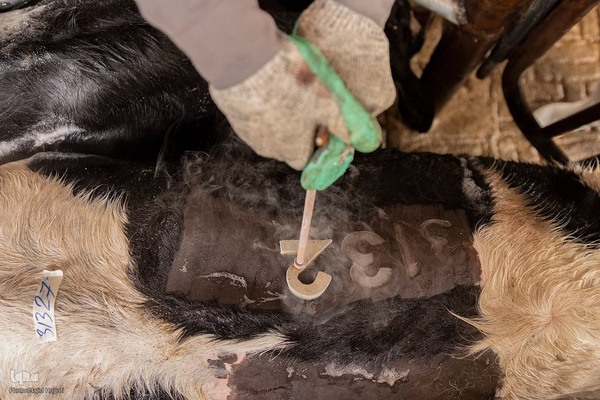 دامداری تلیسه نمونه تولید شیر ، دامداری تلیسه‌ نمونه خودکفایی در تولید شیر با تلیسه نمونه