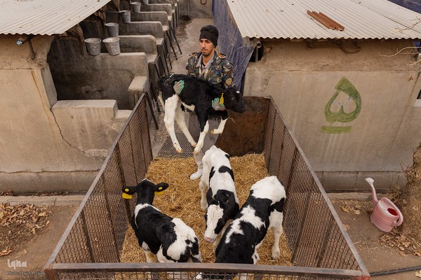 دامداری تلیسه نمونه تولید شیر ، دامداری تلیسه‌ نمونه خودکفایی در تولید شیر با تلیسه نمونه