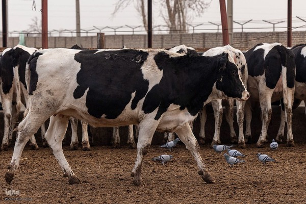 دامداری تلیسه نمونه تولید شیر ، دامداری تلیسه‌ نمونه خودکفایی در تولید شیر با تلیسه نمونه