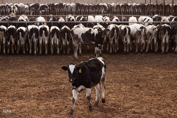 دامداری تلیسه نمونه تولید شیر ، دامداری تلیسه‌ نمونه خودکفایی در تولید شیر با تلیسه نمونه