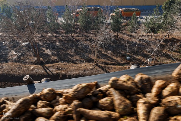 خوداتکایی در تولید شکر