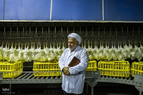 تولید ملی گوشت مرغ و حمایت از مناطق کم‌برخوردار