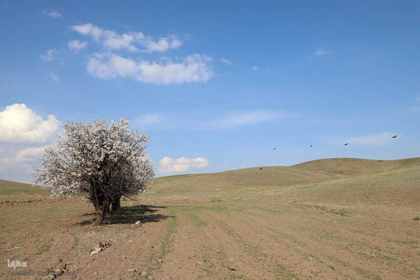 ریشه در خاک، سمبل مقاومت و ایستادگی
