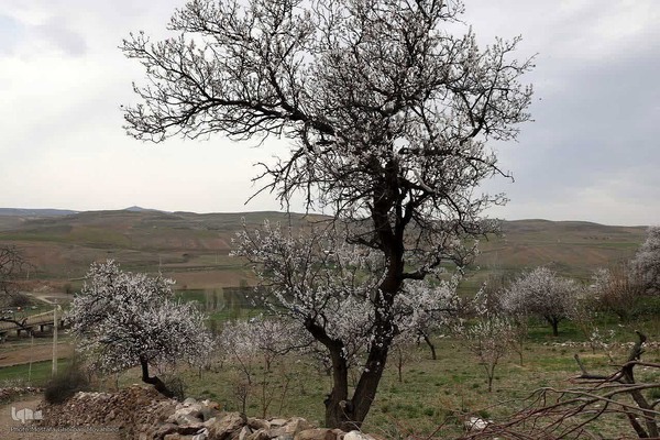 ریشه در خاک، سمبل مقاومت و ایستادگی