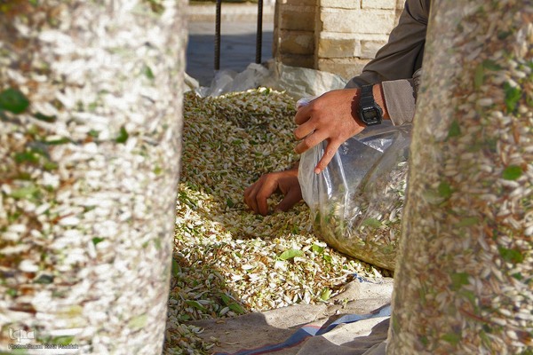برداشت بهار نارنج در شیراز