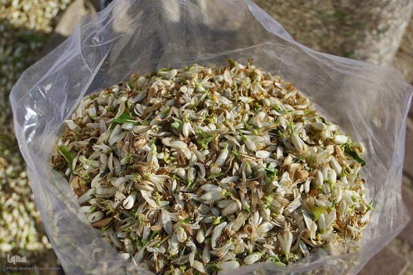 برداشت بهار نارنج در شیراز