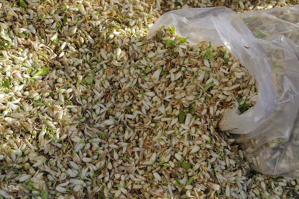 برداشت بهار نارنج در شیراز