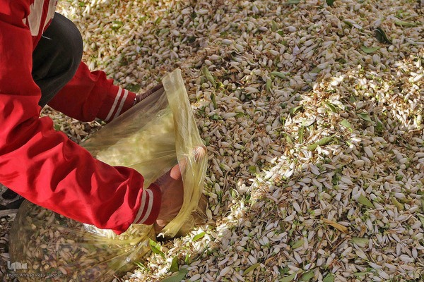 برداشت بهار نارنج در شیراز