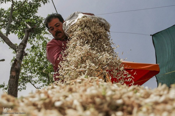 برداشت بهار نارنج در شیراز