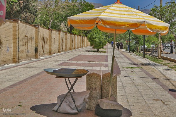 برداشت بهار نارنج در شیراز