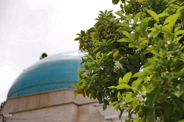 برداشت بهار نارنج در شیراز