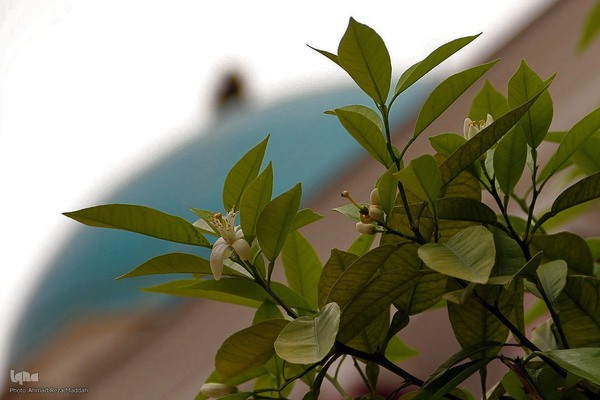 برداشت بهار نارنج در شیراز
