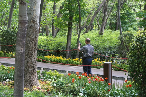 خودنمایی لاله های رنگی در دل معماری سنتی