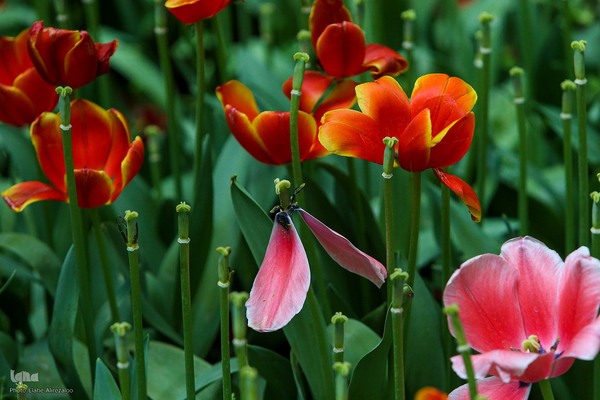 خودنمایی لاله های رنگی در دل معماری سنتی