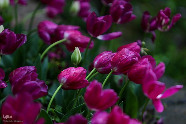 خودنمایی لاله های رنگی در دل معماری سنتی