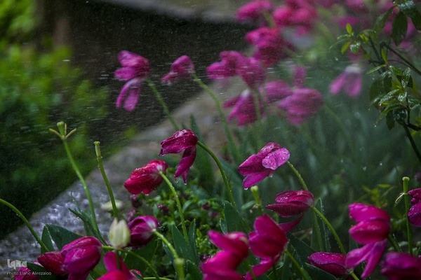 خودنمایی لاله های رنگی در دل معماری سنتی