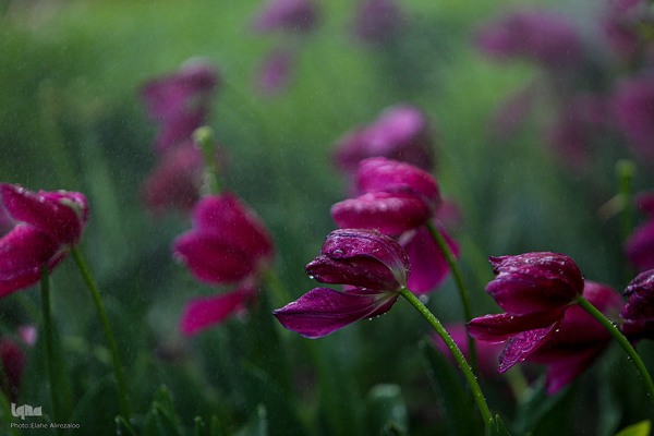 خودنمایی لاله های رنگی در دل معماری سنتی