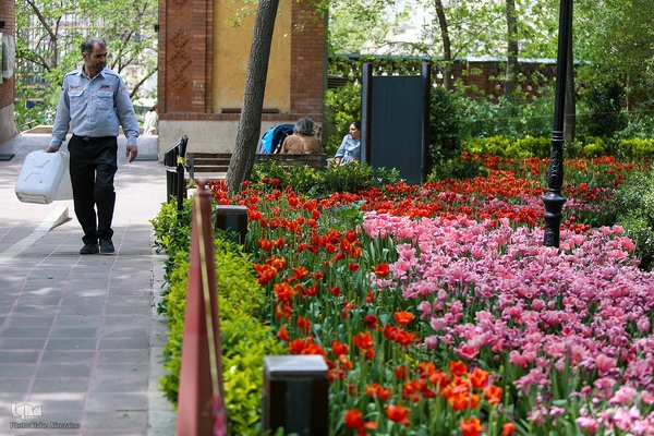 خودنمایی لاله های رنگی در دل معماری سنتی