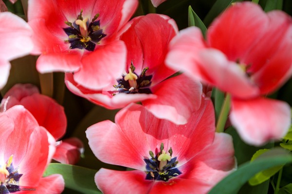 خودنمایی لاله های رنگی در دل معماری سنتی