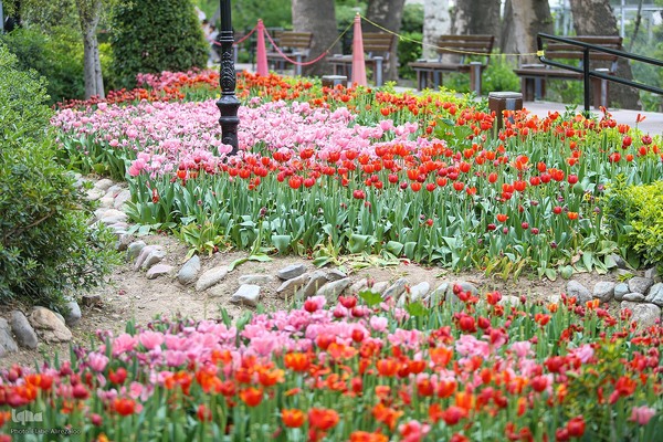 خودنمایی لاله های رنگی در دل معماری سنتی