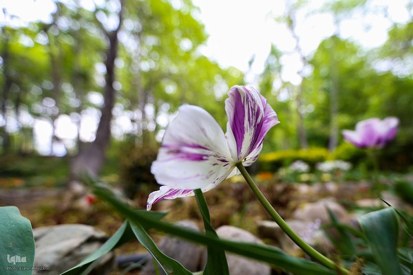 خودنمایی لاله های رنگی در دل معماری سنتی