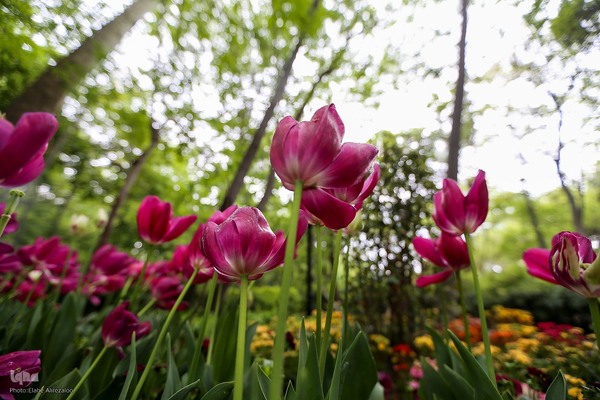 خودنمایی لاله های رنگی در دل معماری سنتی