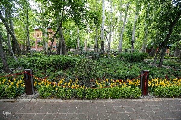 خودنمایی لاله های رنگی در دل معماری سنتی