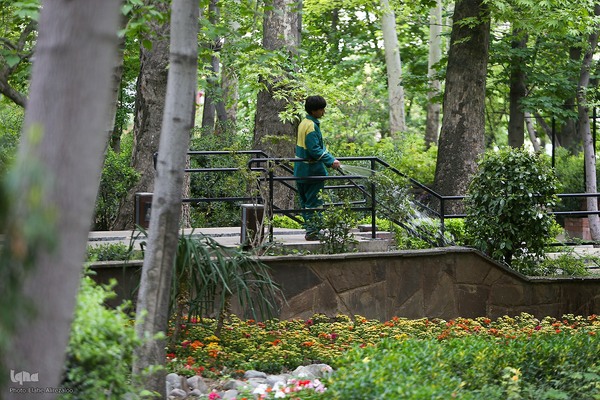 خودنمایی لاله های رنگی در دل معماری سنتی