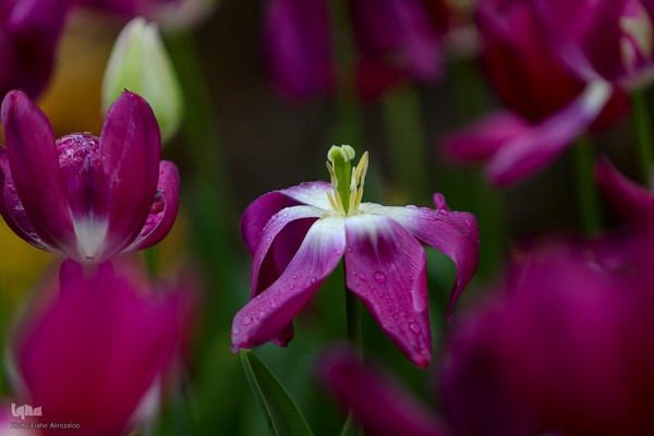 خودنمایی لاله های رنگی در دل معماری سنتی