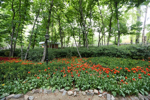 خودنمایی لاله های رنگی در دل معماری سنتی